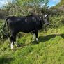 Incalf heifers Image 5