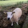 Beltex sheep. Image 3