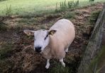 Beltex sheep.