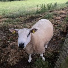 Beltex sheep.
