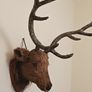 wall mount deer head Image 3