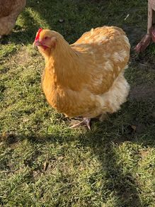 Buff Orpington hen