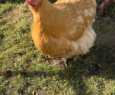 Buff Orpington hen