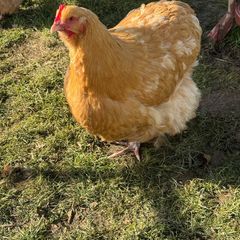 Buff Orpington hen