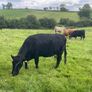 5 Pedegree Polled Dexter Cow and Calf Image 5