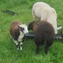 Hoggets , Ewes with Lambs Image 4
