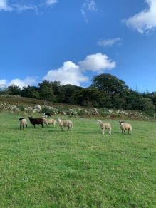 Fully organic store ewe lambs