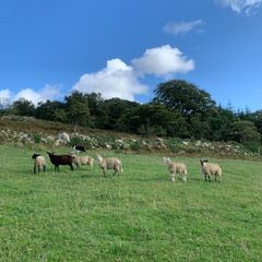 Fully organic store ewe lambs