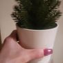 Artificial Plants in Matching Ceramic Plant Pots x3 Image 6