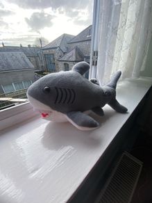 Toy shark