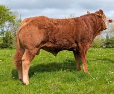 Pedigree Limousin Bull
