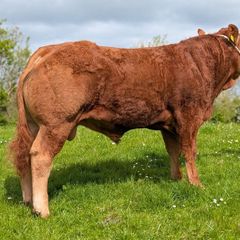 Pedigree Limousin Bull