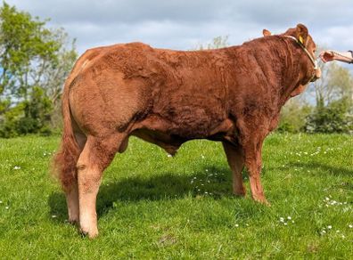 Pedigree Limousin Bull