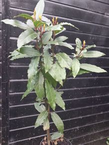 Bayleaf tree
