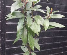 Bayleaf tree