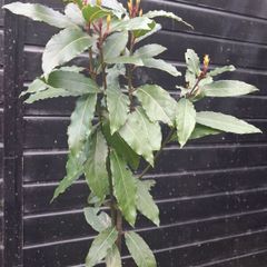 Bayleaf tree