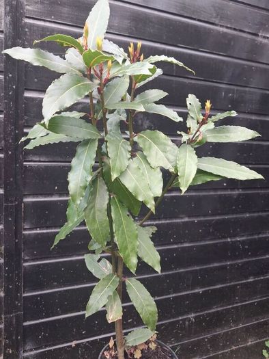 Bayleaf tree