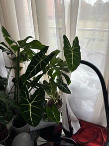Mature Alocacia Frydek (Elephant Ear) Striking Velvet Leaves
