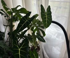 Mature Alocacia Frydek (Elephant Ear) Striking Velvet Leaves