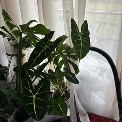 Mature Alocacia Frydek (Elephant Ear) Striking Velvet Leaves