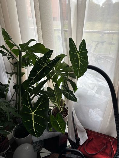 Mature Alocacia Frydek (Elephant Ear) Striking Velvet Leaves