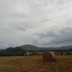Organic Hay For Sale