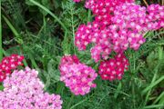 (Y) HT Achillea, Yarrow Cerise Queen 0.08g (524908)