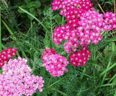 (Y) HT Achillea, Yarrow Cerise Queen 0.08g (524908)