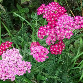(Y) HT Achillea, Yarrow Cerise Queen 0.08g (524908)