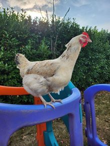 Rooster & Cock quail