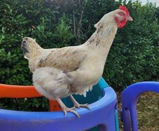 Rooster & Cock quail