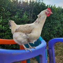 Rooster & Cock quail