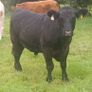 Organic Cattle Image 2