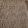 Mirumi Cream, Gold and Black Sparkly Scoop-Neck Sleeveless Mini Dress Image 4