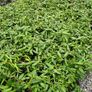 Garden Plants, Two Euros Image 9