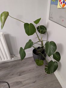 Monstera