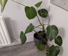 Monstera