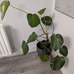 Monstera