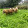 Pedigree Charollais ram lambs Image 2