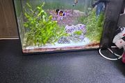 fluval nano marine marcoalgie tank