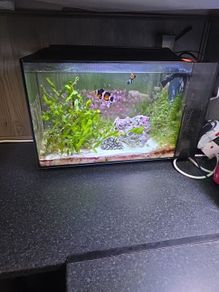 fluval nano marine marcoalgie tank