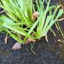 Narcissi Tete  tete clumps Image 2