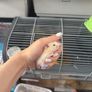 hamster Image 6