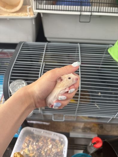 hamster