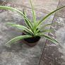 SpiderPlants - multiple sizes available! Image 3