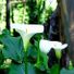 lilycup