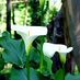 lilycup
