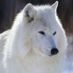 wolf5