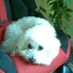 raypaint42