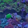 red sea reefer g2 250 Image 9